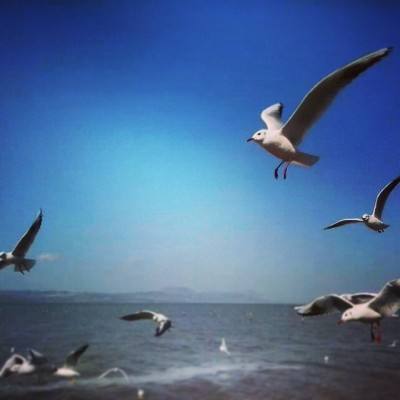 流浪城堡官方版下载